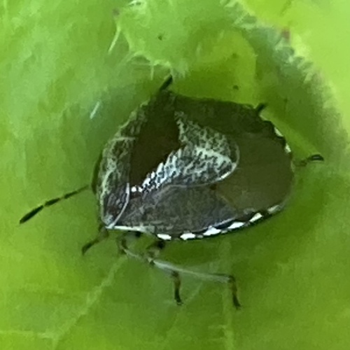 Woundwort Shield Bug, Netherlands, photo 6 of 10