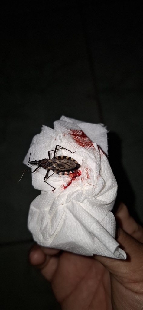 Triatoma juazeirensis