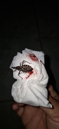Triatoma juazeirensis