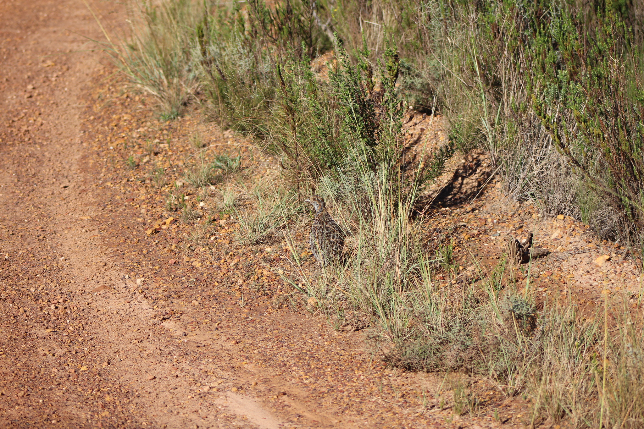 Grey-winged Francolin (Scleroptila afra), photo 2