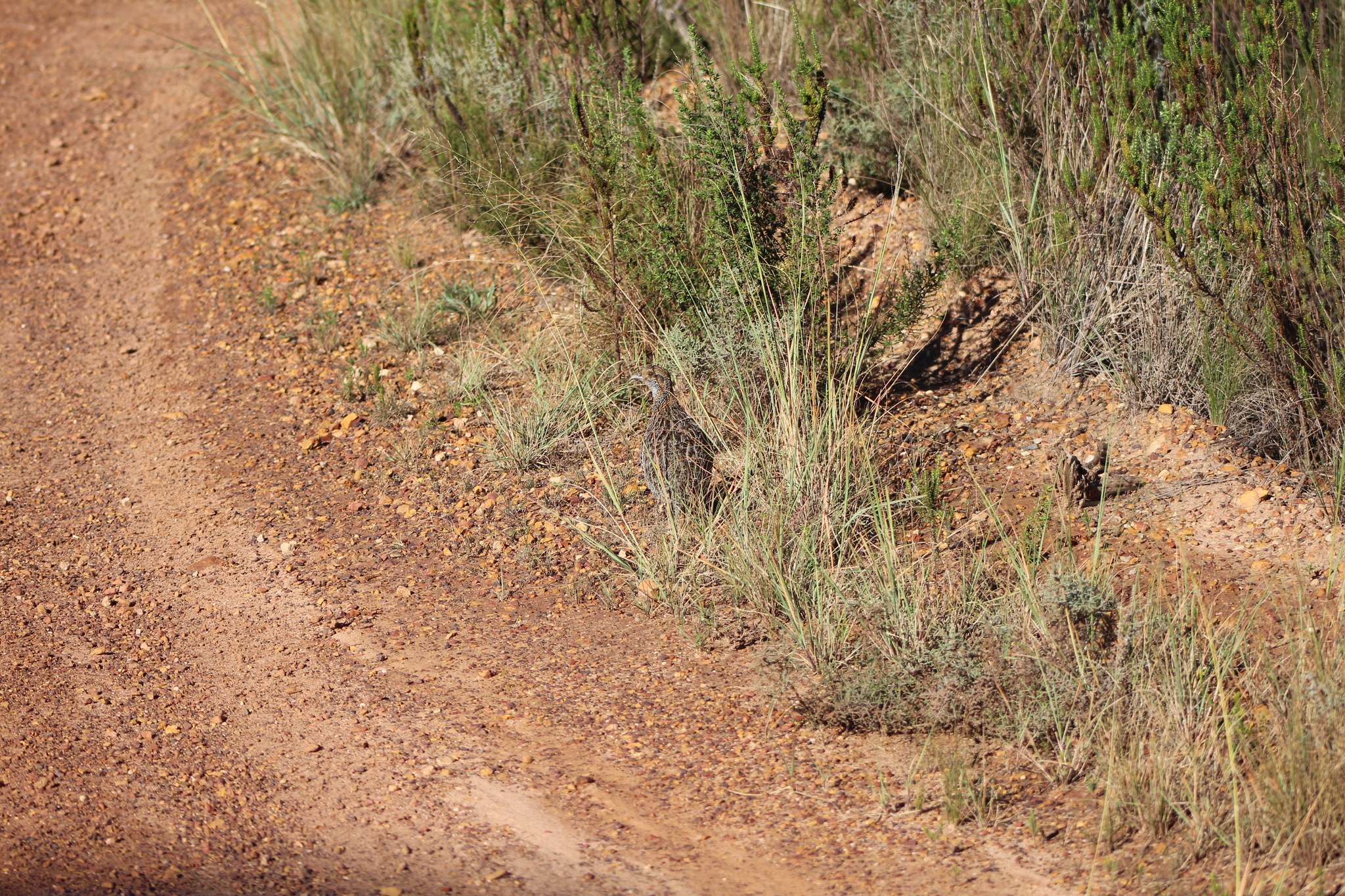 Grey-winged Francolin (Scleroptila afra), photo 3