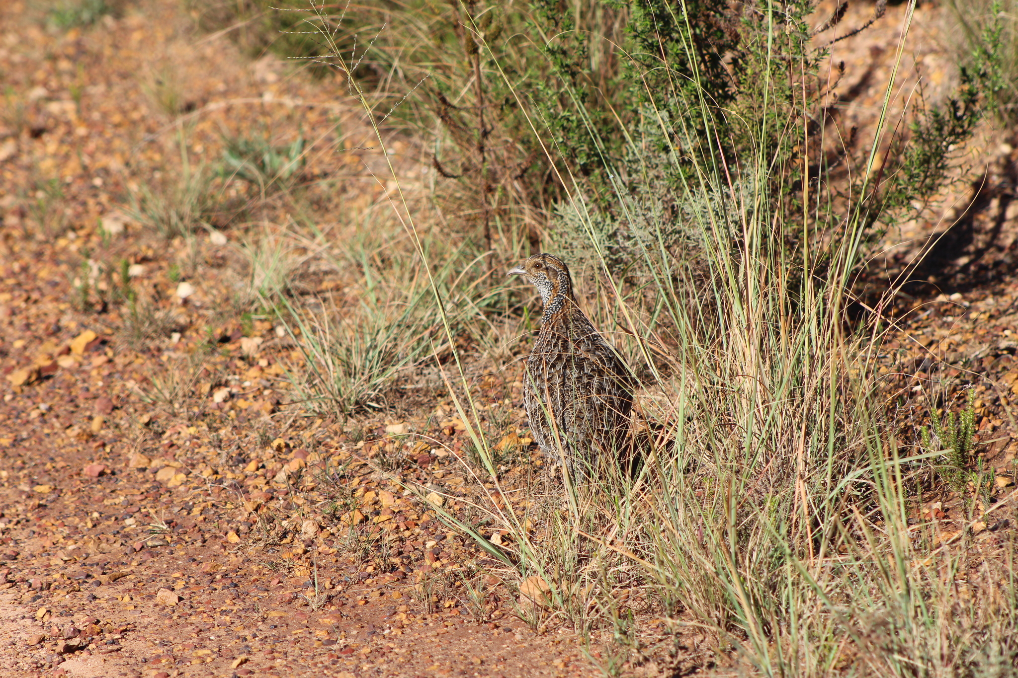 Grey-winged Francolin (Scleroptila afra), photo 5