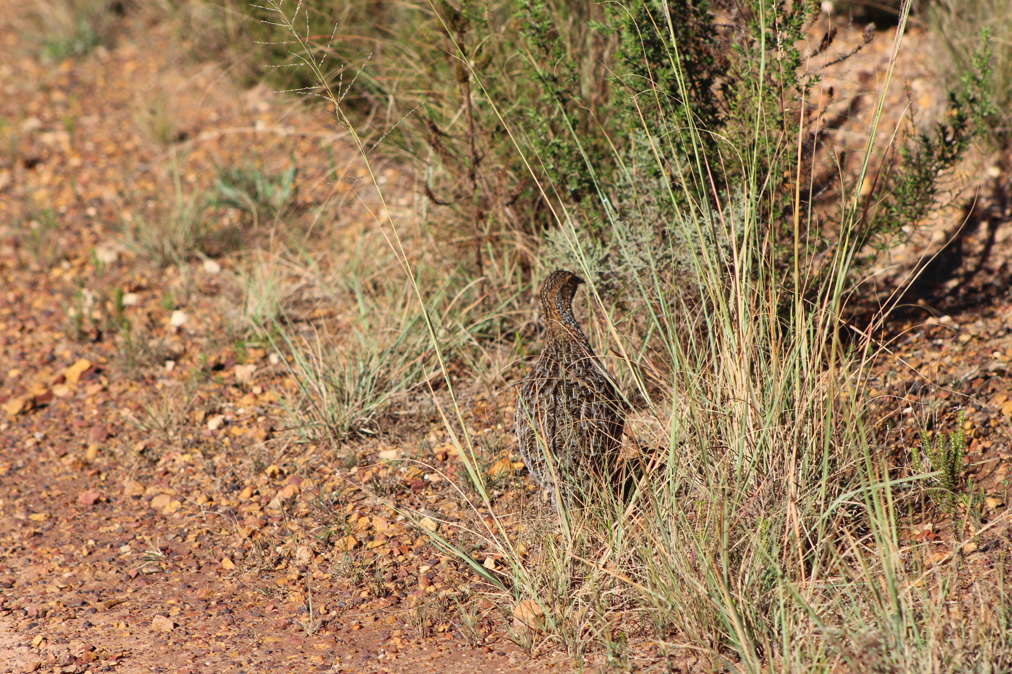 Grey-winged Francolin (Scleroptila afra), photo 6