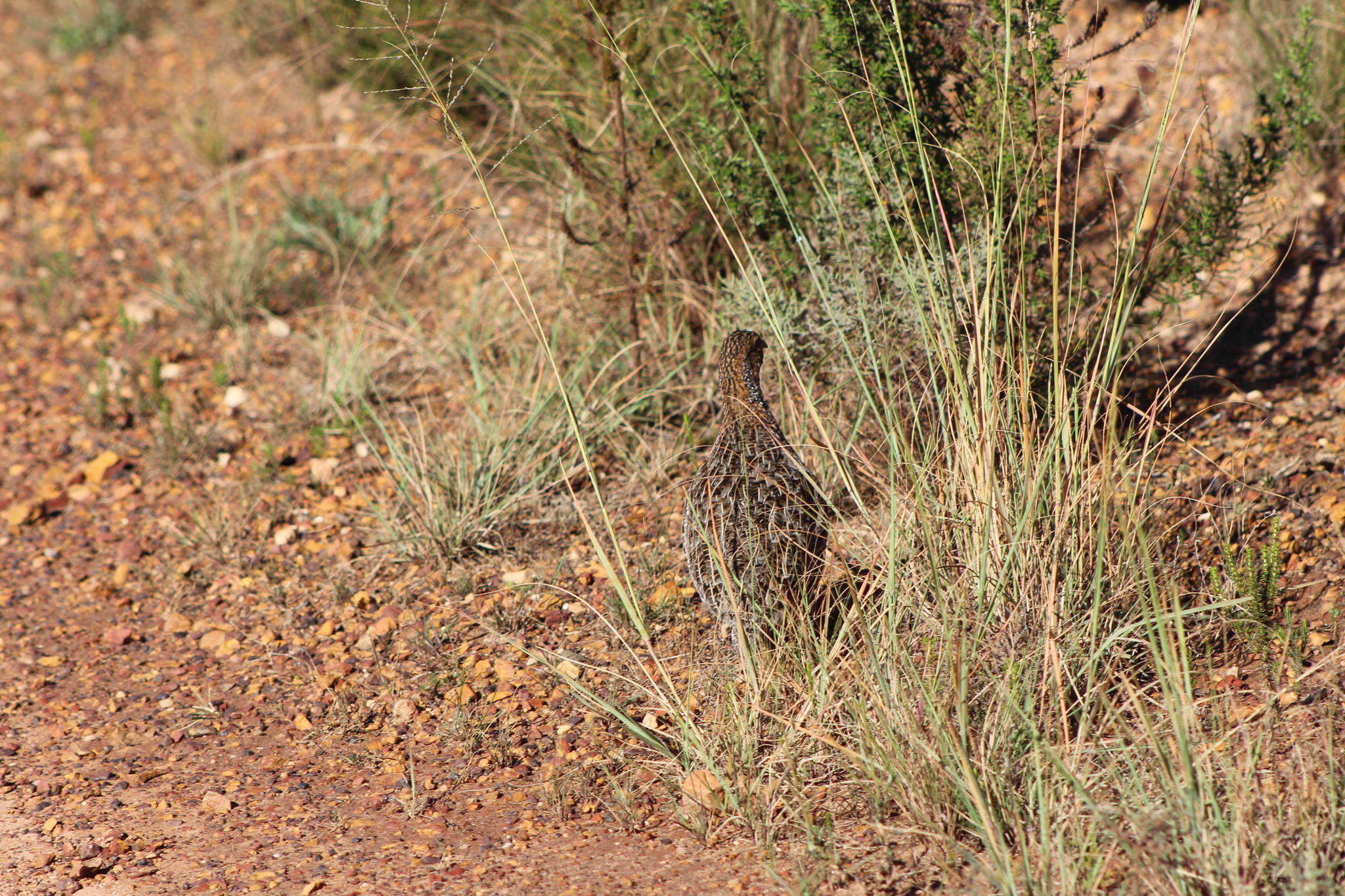 Grey-winged Francolin (Scleroptila afra), photo 9