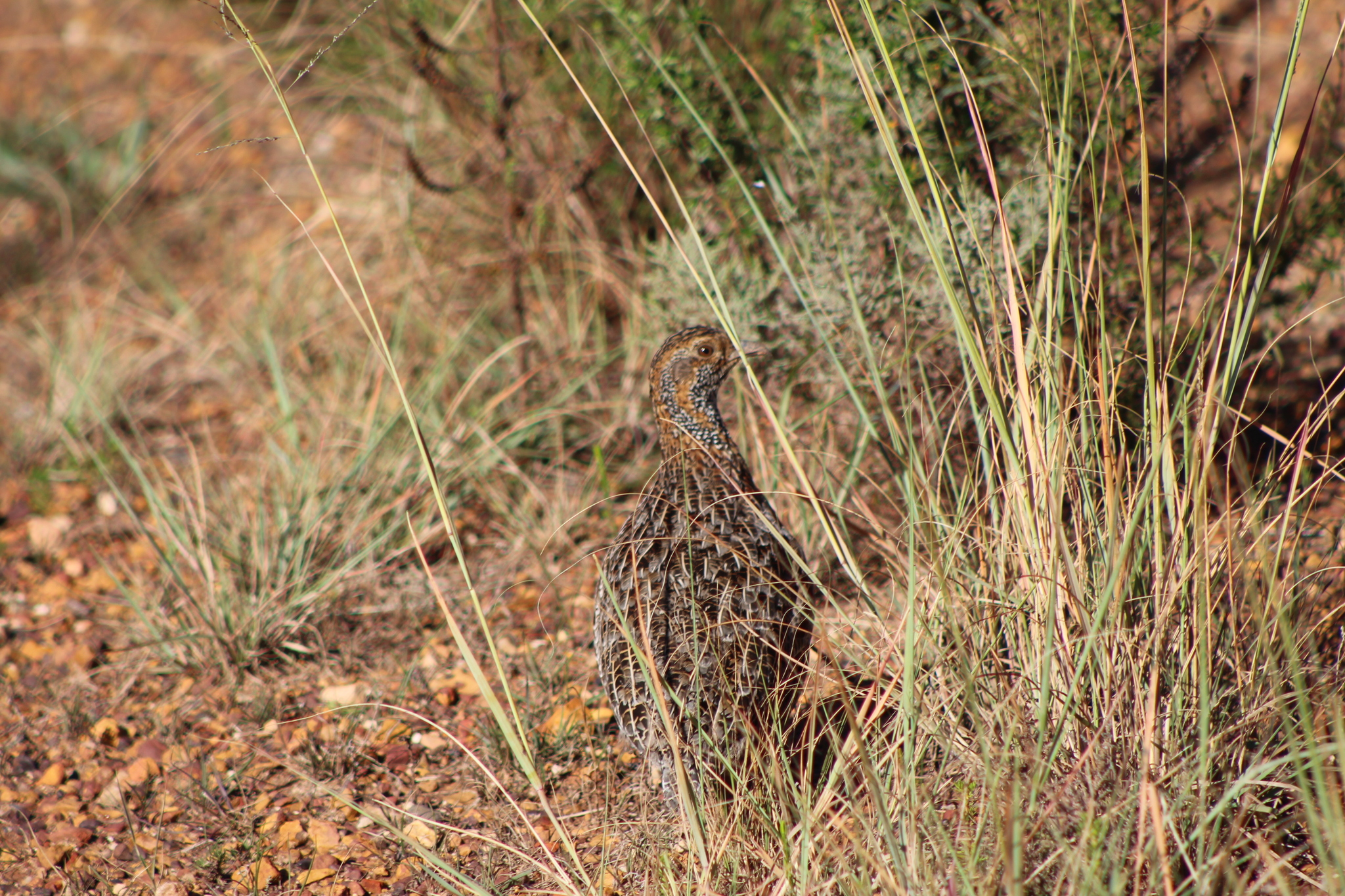 Grey-winged Francolin (Scleroptila afra), photo 7