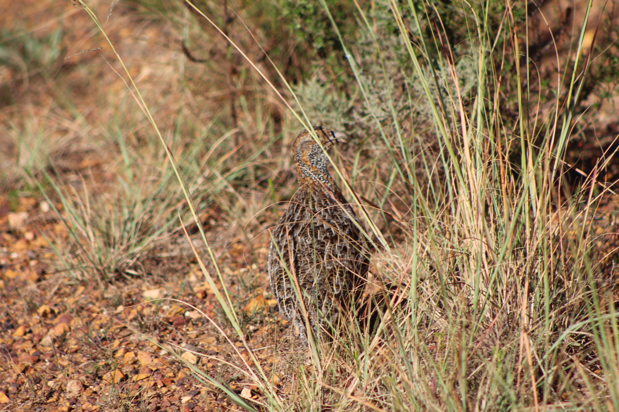 Grey-winged Francolin (Scleroptila afra), photo 8