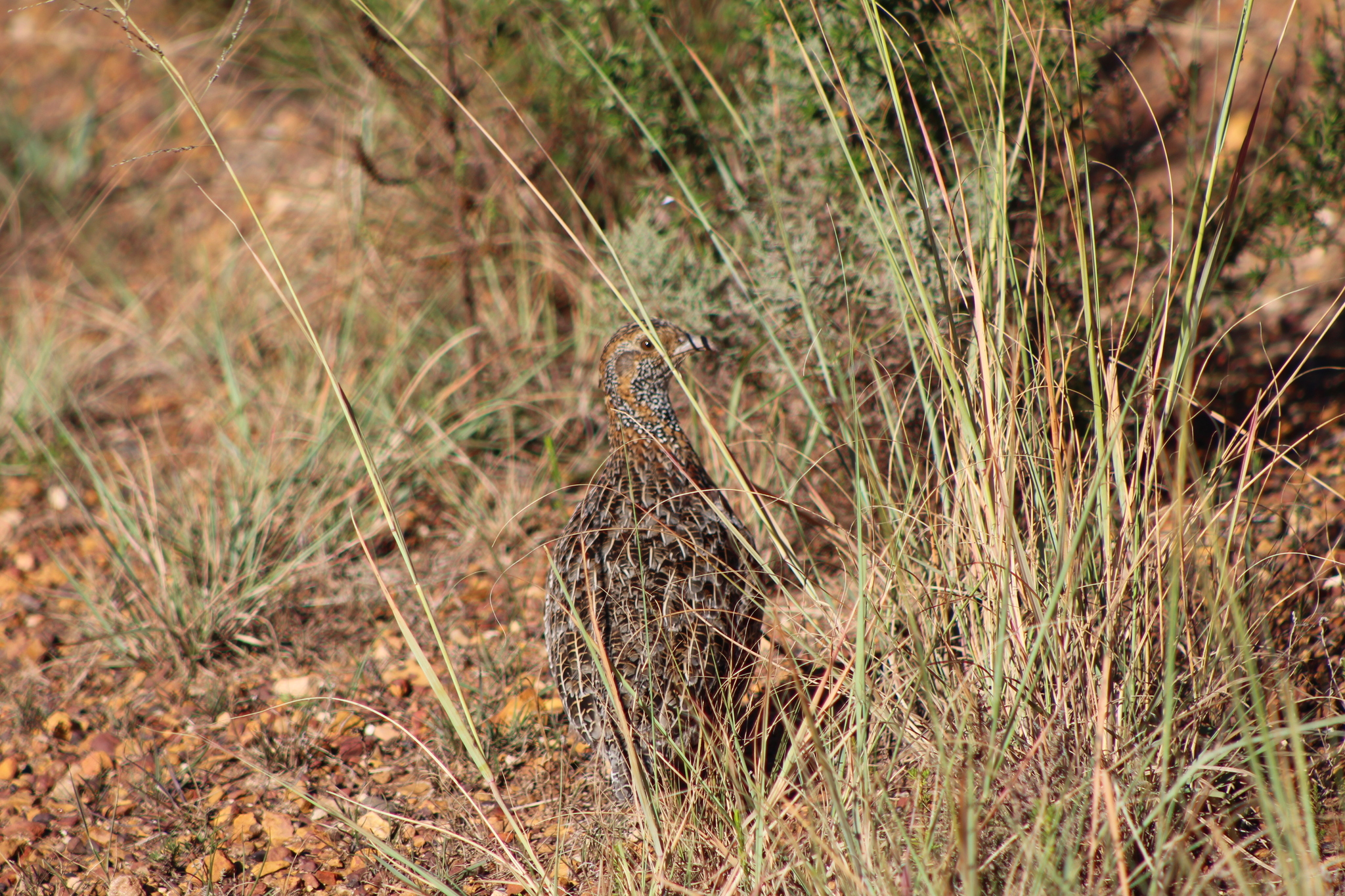 Grey-winged Francolin (Scleroptila afra), photo 10