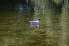 Chroicocephalus ridibundus