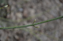 Acer tegmentosum