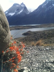 Anarthrophyllum desideratum