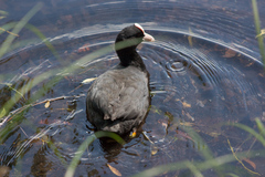 Fulica atra