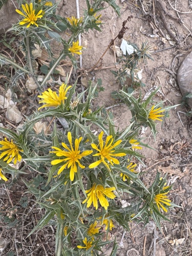 common golden thistle