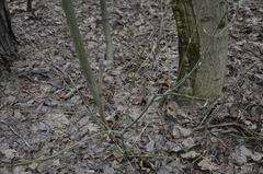 Acer tegmentosum