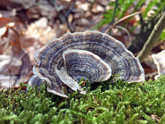 Trametes versicolor