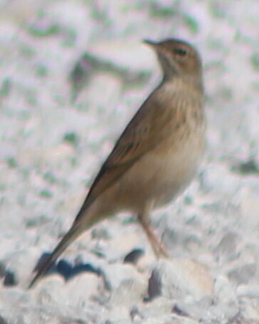 Plain-backed Pipit (Anthus leucophrys), photo 5