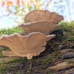 Trametes versicolor