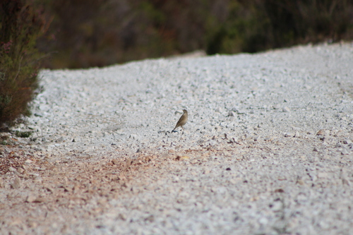 Plain-backed Pipit (Anthus leucophrys), photo 6
