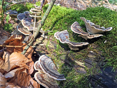 Trametes versicolor