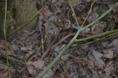 Acer tegmentosum