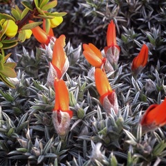 Anarthrophyllum desideratum