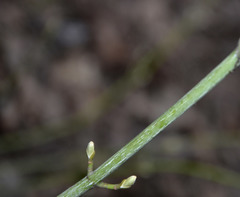 Acer tegmentosum