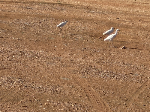 Western Cattle-Egret