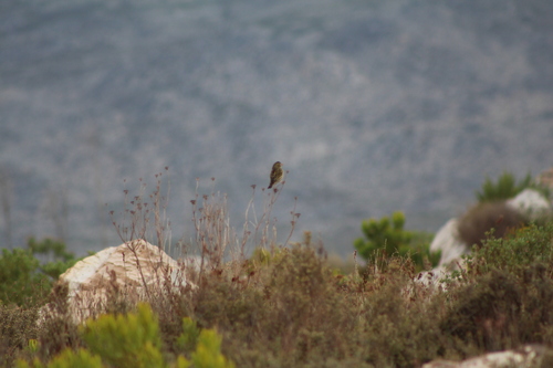 Yellow Bishop (Euplectes capensis), photo 5