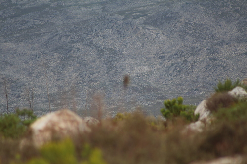 Yellow Bishop (Euplectes capensis), photo 6