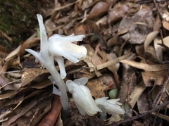 Monotropastrum humile glaberrimum