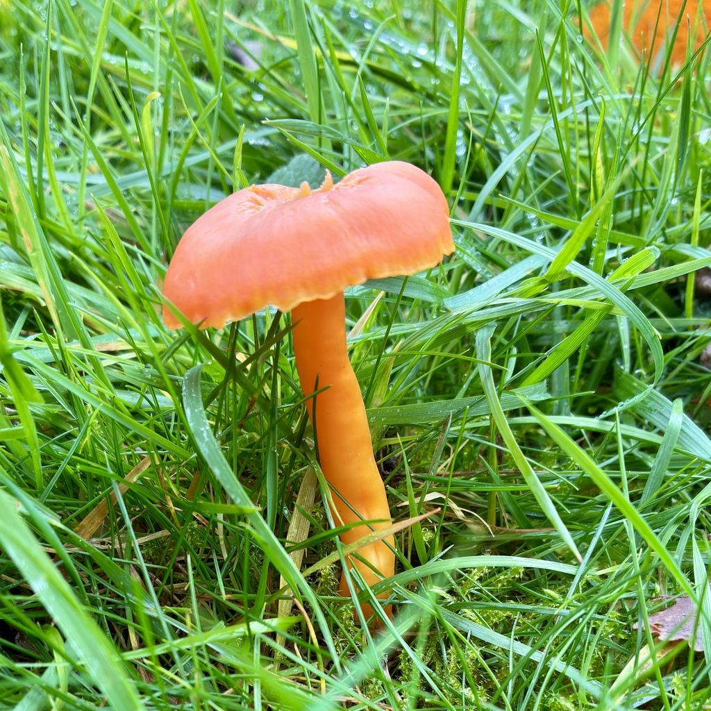 Hygrocybe reidii · November 2025 · photo: © fensberrycloth (iNaturalist, cc-by-nc)
