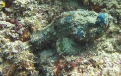 Scorpaenopsis macrochir