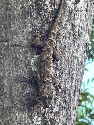 Flathead Leaf-toed Gecko