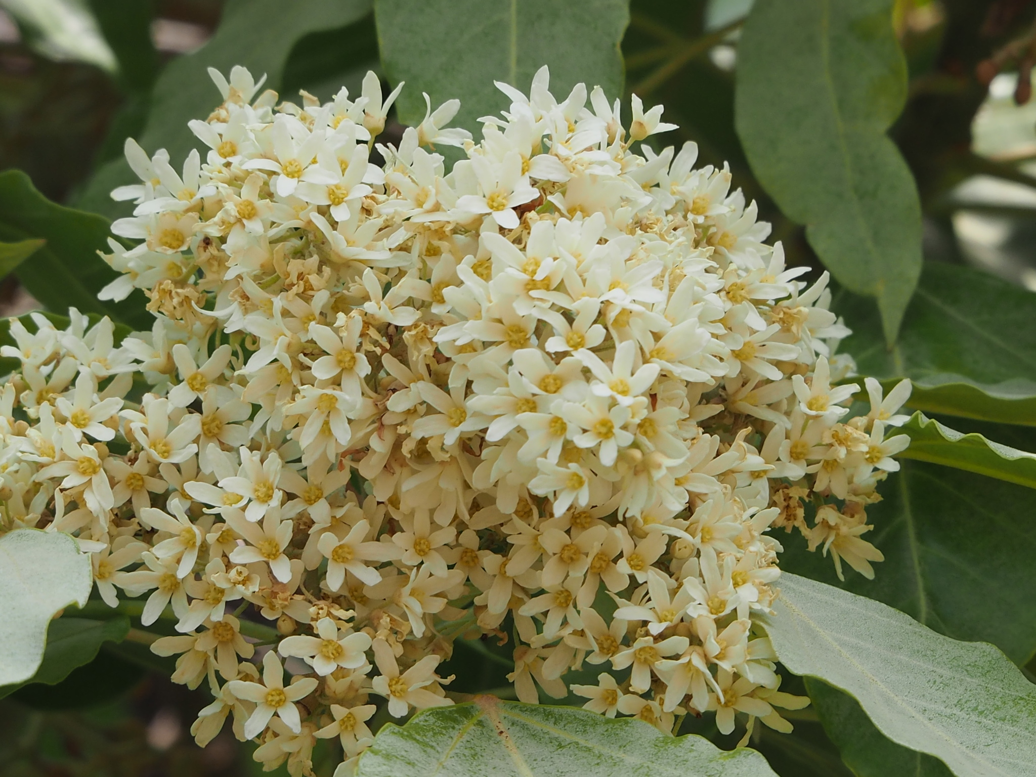 Aleurites moluccanus
