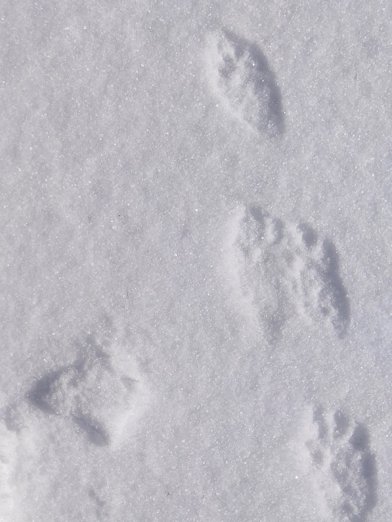 Pacific Marten from Comox Valley, BC, Canada on February 18, 2020 by ...