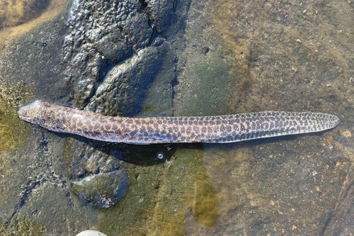 Gymnothorax pictus