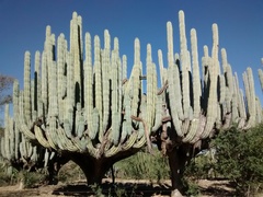 Pachycereus weberi