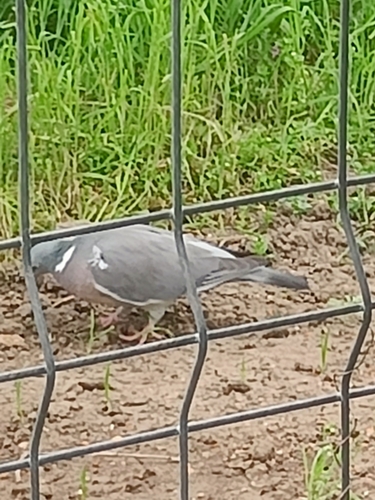Common Wood-Pigeon