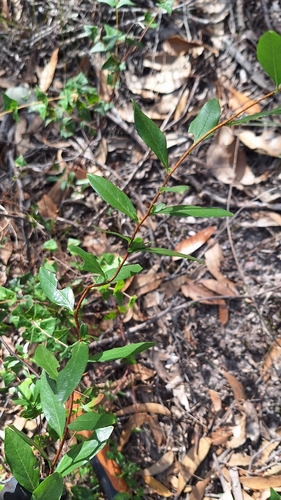 Billardiera heterophylla, photograph 2