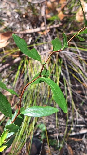 Billardiera heterophylla, photograph 3