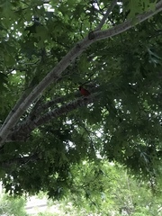 Cardinalis cardinalis