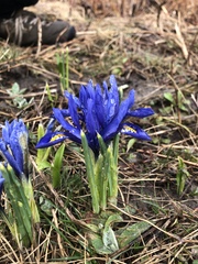 Iris reticulata