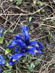 Iris reticulata