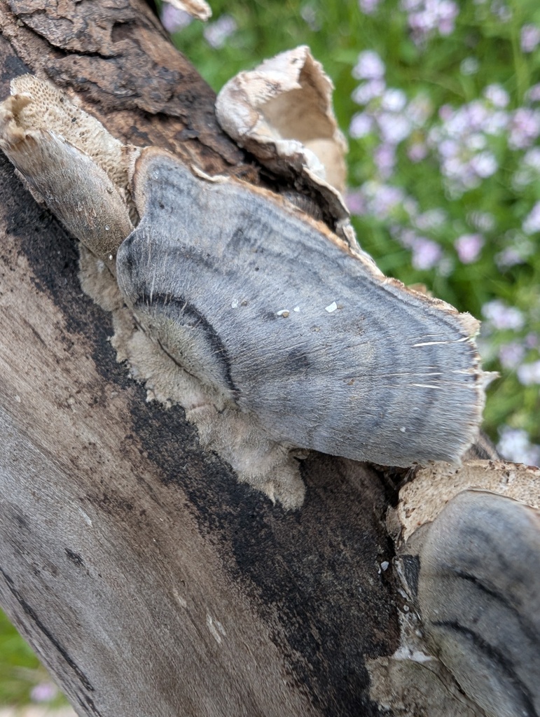 Trametes versicolor · April 2026 · photo: © atsushi_nakajima_cirque (iNaturalist, cc-by)