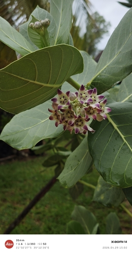 giant milkweed