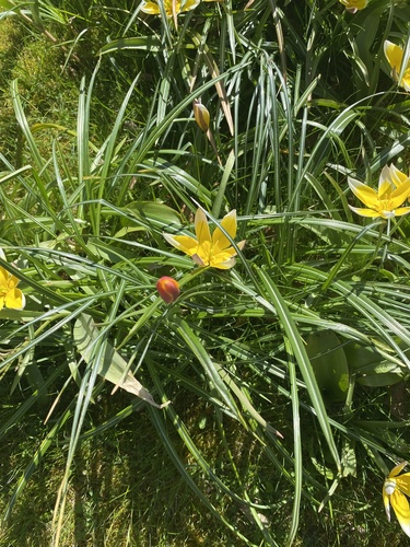 Tulipa urumiensis
