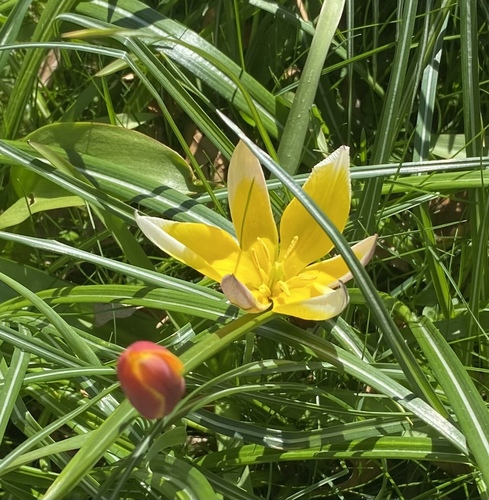 Tulipa urumiensis
