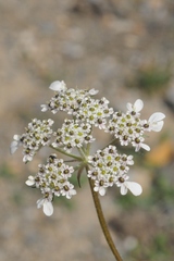 Semenovia transiliensis