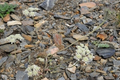 Semenovia transiliensis
