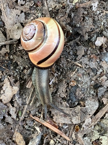 Brown-lipped Snail