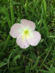 Oenothera speciosa